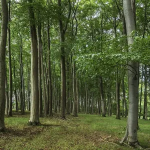 Beech (Fagus) forest, Mecklenberg-Western Pomerania Beech (Fagus) forest, Mecklenberg-Western Pomerania
