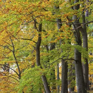 Beech (Fagus) in the forest, Neuhaus im Solling