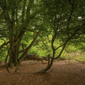 Beech (Fagus) with snake branch in the Sababurg primeval forest