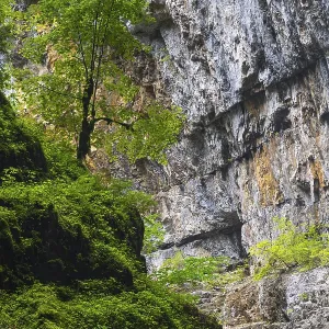 Beech (Fagus) standing on rock