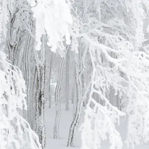 Beech (Fagus sylvatica) in winter