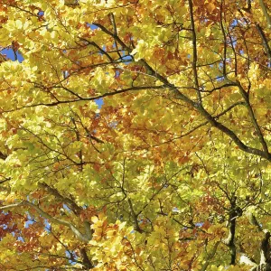 Beech (Fagus sylvestris), autumn leaves Bayern