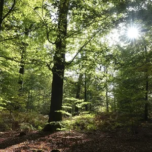 Beech forest