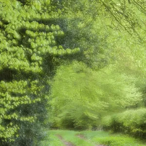 Beech forest, Ahlhorn Forestry Office