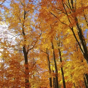 Beech forest in autumn, beech forest in fall 35 Beech forest in autumn, beech forest in fall 35