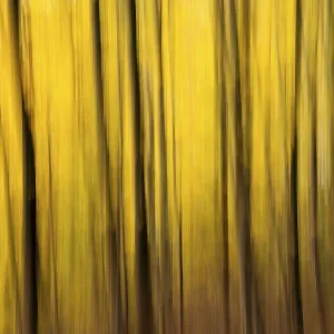 Beech forest in autumn, dark trunks Beech forest in autumn, dark trunks