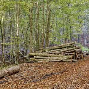 Beech forest in autumn, european hornbeams (Carpinus betulus) Beech forest in autumn, european hornbeams (Carpinus betulus)