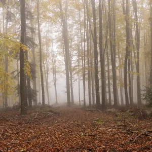 Beech, forest, autumn, italy Beech, forest, autumn, italy