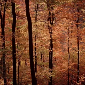 Beech Forest in autumn, Lower Common beech (Fagus sylvatica) Beech Forest in autumn, Lower Common beech (Fagus sylvatica)