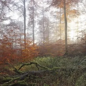 Beech forest in autumn, morning atmosphere Beech forest in autumn, morning atmosphere