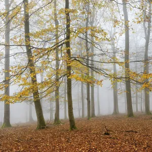 Beech forest, beech trees (fagus) with last yellow leaves in autumn Beech forest, beech trees (fagus) with last yellow leaves in autumn
