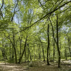 Beech forest beeches (Fagus) trees deciduous trees sprout leaves in green mixed deciduous forest in May spring