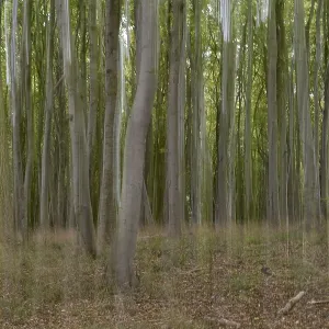 Beech forest blurred, camera swung