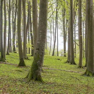 Beech forest on chalk cliffs in Jasmund National Park on Rugen Beech forest on chalk cliffs in Jasmund National Park on Rugen