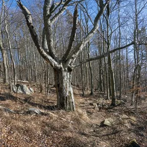 Beech Forest in early spring by Omberg natural reserv