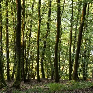 Beech forest in the evening light