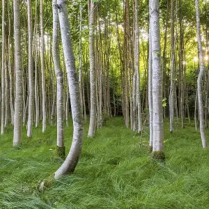 Beech forest (Fagus), Bavaria, Germany, Europe