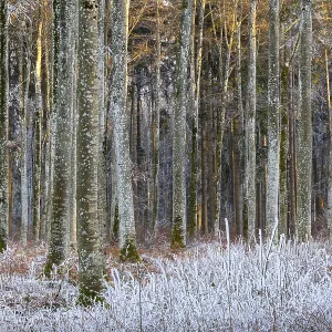 Beech forest (Fagus), beech family (Fagaceae)