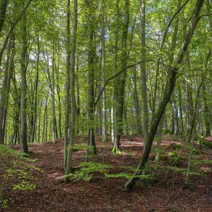 Beech forest (Fagus), Franconia Beech forest (Fagus), Franconia