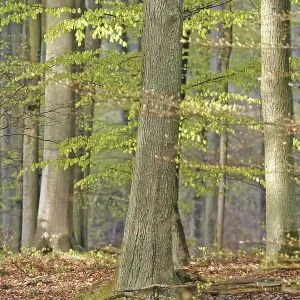Beech forest (Fagus silvatica) in early spring