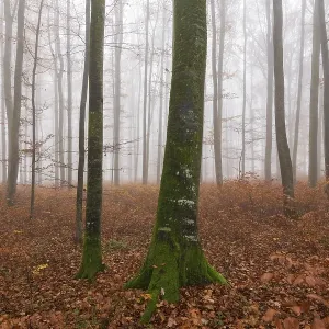 Beech forest (Fagus sylvatica) in late autumn near fog