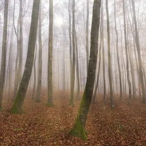 Beech forest (Fagus sylvatica) in late autumn near fog