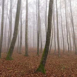 Beech forest (Fagus sylvatica) in late autumn near fog Beech forest (Fagus sylvatica) in late autumn near fog