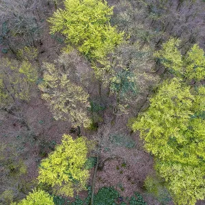 Beech forest (Fagus sylvatica) in the Teutoburg Forest under soft light