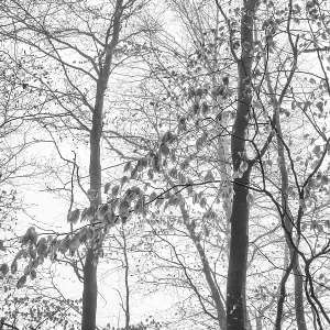 Beech forest in the fog, Ore Mountains Beech forest in the fog, Ore Mountains