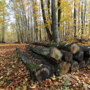 Beech forest, Germany