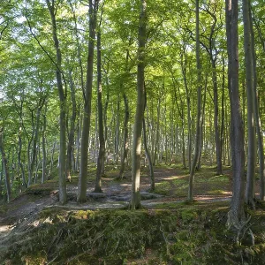 Beech Forest, Granitz Nature Reserve