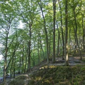 Beech Forest, Granitz Nature Reserve