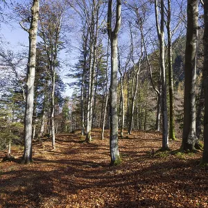 Beech forest on the hiking trail to Schwarzer Berg