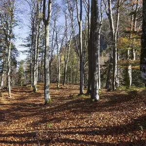 Beech forest on the hiking trail to Schwarzer Berg
