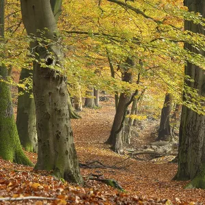 Beech forest on the Hohe Ufer on the Hunte near Doetlingen Beech forest on the Hohe Ufer on the Hunte near Doetlingen