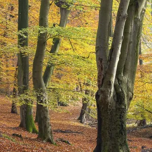Beech forest on the Hohe Ufer on the Hunte near Doetlingen