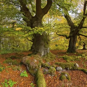 Beech forest, Hutewald Halloh, Hesse Beech forest, Hutewald Halloh, Hesse