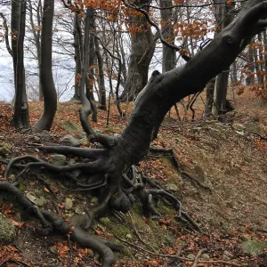 Beech forest, italy