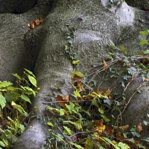 Beech forest in Knoops Park, Bremen Lesum, Germany