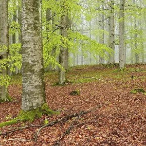 Beech forest with mist in early spring
