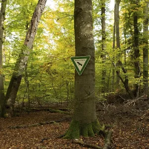 Beech forest, nature reserve, Ludwigshain Beech forest, nature reserve, Ludwigshain