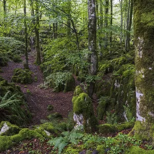 Beech forest near Lizarrusti, Alleko Tour Beech forest near Lizarrusti, Alleko Tour