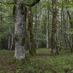 Beech forest near Lizarrusti, Alleko Tour Beech forest near Lizarrusti, Alleko Tour
