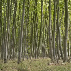 Beech forest, numerous dense tree trunks