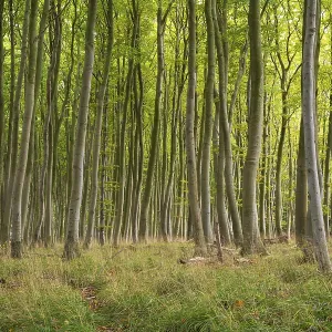 Beech forest, numerous dense tree trunks