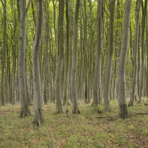 Beech forest, numerous dense tree trunks