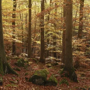 Beech forest, Rhoen, Franconia