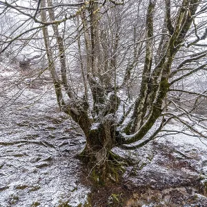 Beech forest full of snow in the forest of Mount Aizkorri in Gipuzkoa Beech forest full of snow in the forest of Mount Aizkorri in Gipuzkoa