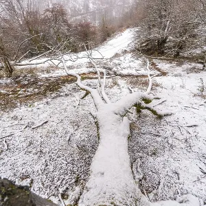 Beech forest full of snow in the forest of Mount Aizkorri in Gipuzkoa Beech forest full of snow in the forest of Mount Aizkorri in Gipuzkoa