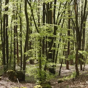 Beech forest in spring, Franconian Switzerland